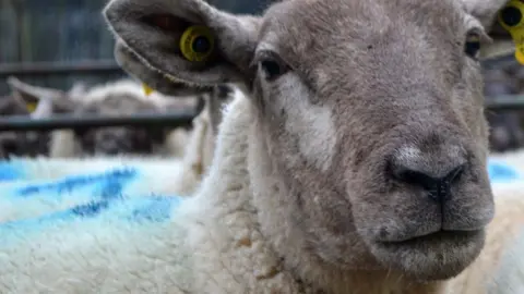 Getty/Mrs Clooney stock photo of sheep