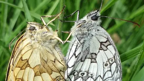 Sophie Cooper Marbled White and Large Blue