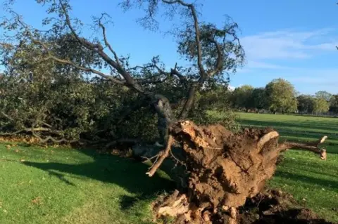 Weather Watcher/Sharon Northampton tree fall