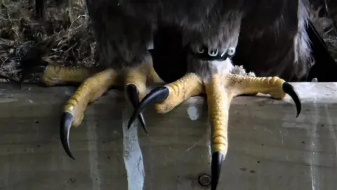 South of Scotland Golden Eagle Project Claws