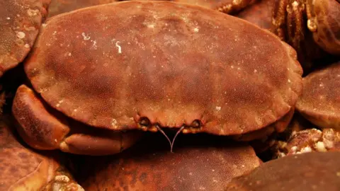 Getty Images Brown crabs