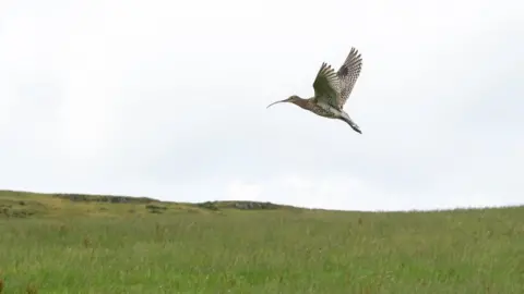 Jake Stephen Flying curlew