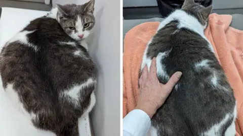 RSPCA Miss Moneypenny the cat