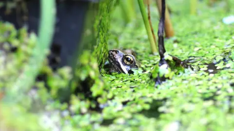 BBOWT Helen Touchard-Paxton