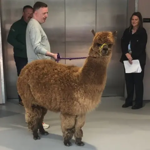 Annie and her owner Dannie Burns at BBC Scotland's Pacific Quay base