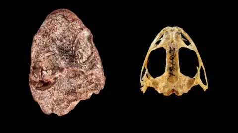 Brittany M. Hance, Smithsonian. The Kermitops fossil and modern frog skull