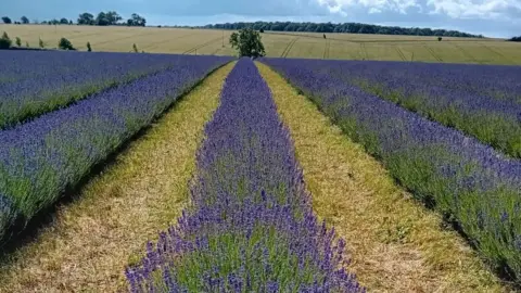 Cotswold Lavender Lavender flowers at the farm