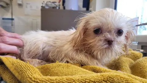 RSPCA One of the rescued shih-tzus