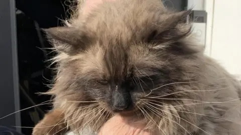 RSPCA Llys Nini Teddy the ragdoll