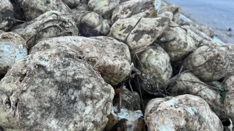 Steve Martin/bbc Sugar beet piled up