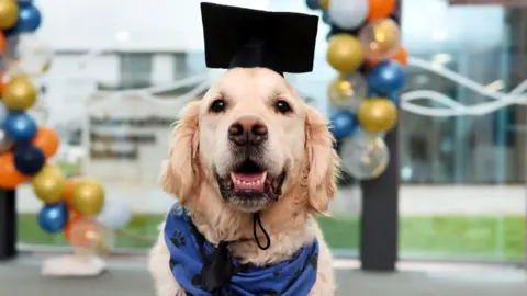 Teesside University A golden retriever poses with a black mortar board hat on his head