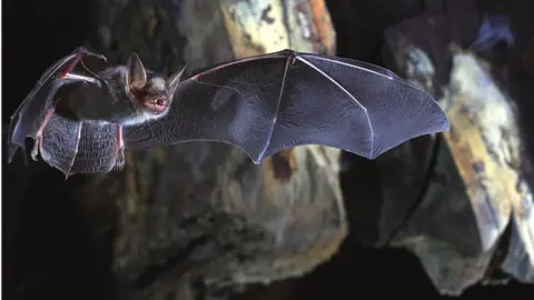 Olivier Farcy Greater mouse-eared bat