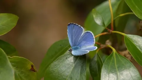 Butterfly Conservation A Holly Blue butterfly on a leaf