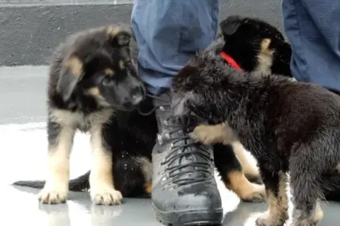 Met Police Puppies