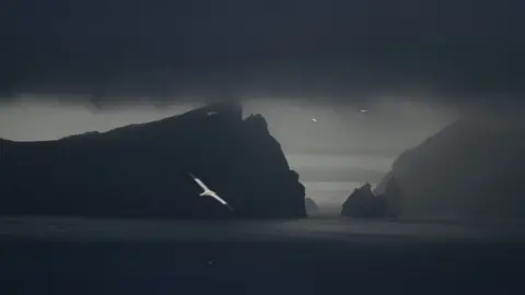 Rowan Aitchison/NTS Birds at St Kilda