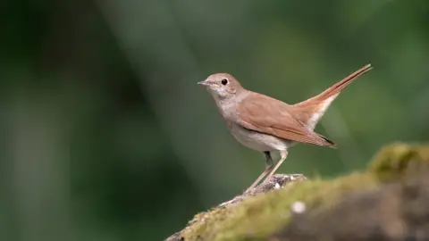 BBC Nightingale bird