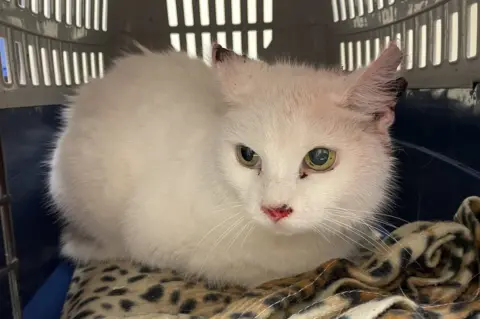 Brinsley Animal Rescue Jasmine/Snowy the cat before surgery