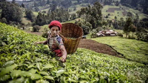 Getty Images A Kenyan woman picks tea leaves at a tea plantation in Mathioya Constituency, Muranga, Kenya on August 20, 2021
