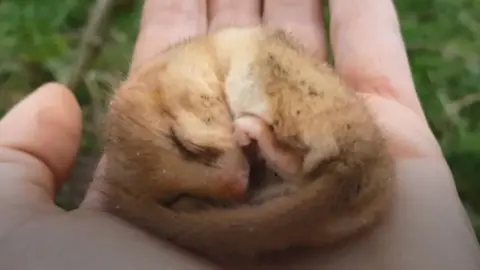 Dormice