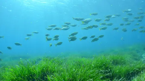 Ayuntamiente de Ibiza sea grass