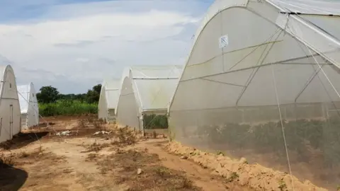 Shehu Usman Chindo Yamusa Shehu Usman Chindo Yamusa's greenhouses