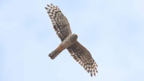 RSPB Hen Harrier