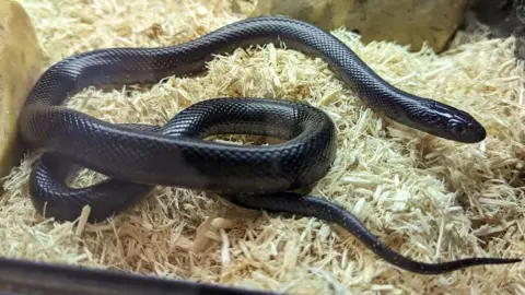 RSPCA King snake found in a flat in Fosse Road North, Leicestershire