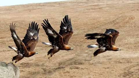 SPL Golden eagle taking off (c) Science Photo Library