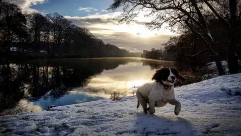 Jayne Louise Dog in snow at Portglenone forest