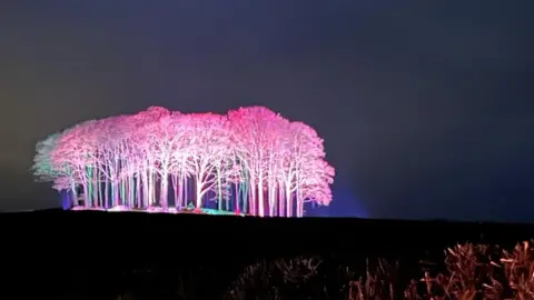 BBC Trees lit up pink