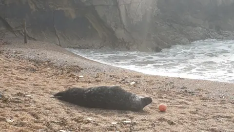 Dorset Police The seal on the shore
