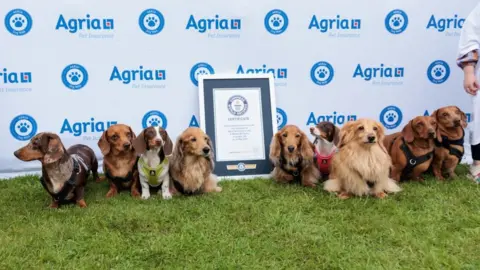 Agria A line of dogs look up at cameras in front of the Guinness World Records certificate