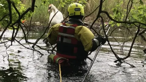 RSPCA RSPCA officer wading out to catch an injured swan