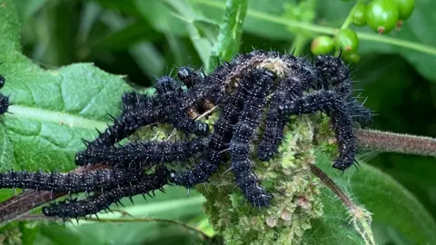 Peacock butterfly caterpillars