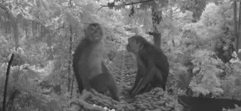 MPH Macaques using the rope bridge