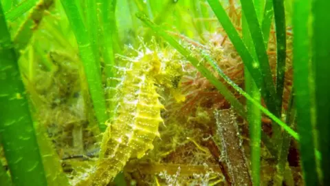 Seahorse Trust "Hope" the spiny seahorse discovered in Studland Bay