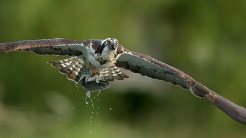 Geoff Harries Osprey