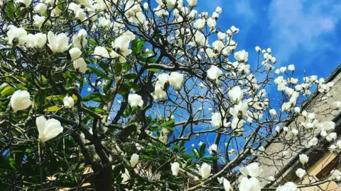 Jane Yates Magnolia Tree in Oxford's botanic gardens
