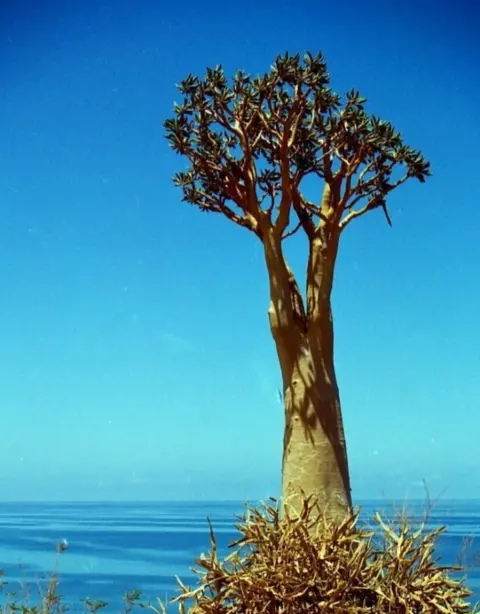 Frank Gardner / BBC Tree in Socotra