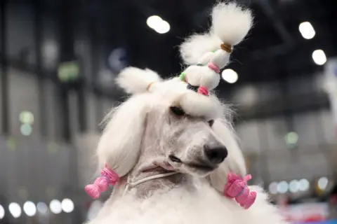 ISABEL INFANTES / REUTERS A standard poodle dog is pictured at the 2022 World Dog Show, where more than 15 thousand dogs from all around the globe are expected to attend, at IFEMA conference centre in Madrid, Spain June 23, 2022.
