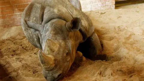 Twycross Zoo Sudan