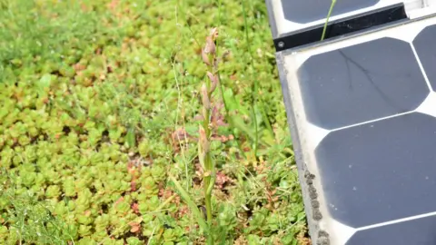 Nomura Small flowered tongue orchid