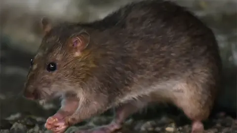 Getty Images A brown rat eats a morsel of food