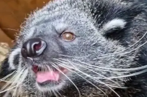 Paradise Wildlife Park Binturong