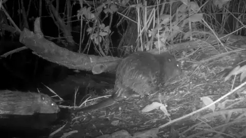 Derbyshire Wildlife Trust Baby beavers