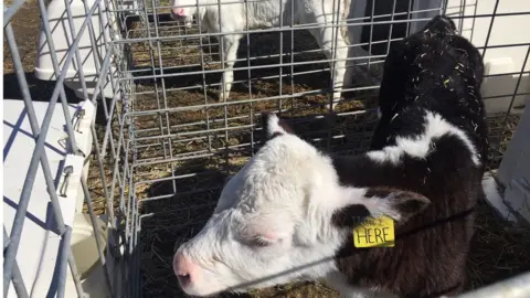 A calf in a cage