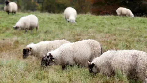 Sheep grazing