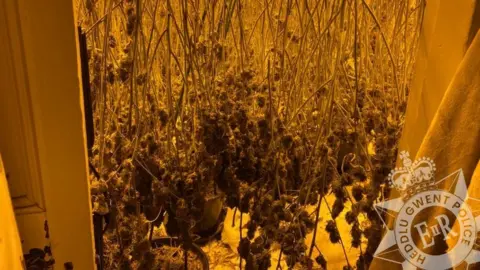 Gwent Police Cannabis plants found in a property in Commercial Street, Newport