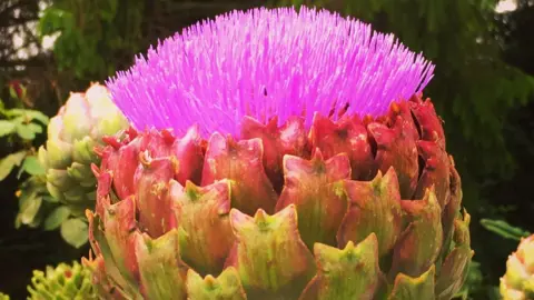 Tim Turan The result of growing too many artichokes in a garden in Cowley