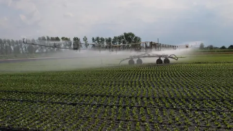 British Leafy Salad Growers Association  Lettuce irrigation